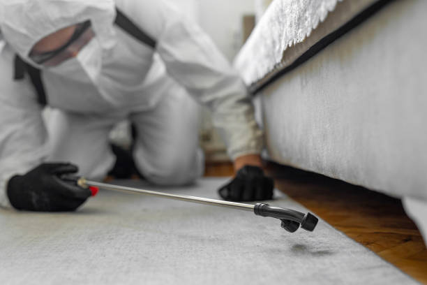 Professional Bed Bug Control technician working in Marshfield Hills, MA